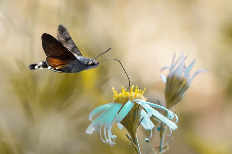 A hummingbird hawk-moth