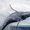 A humpback whale.