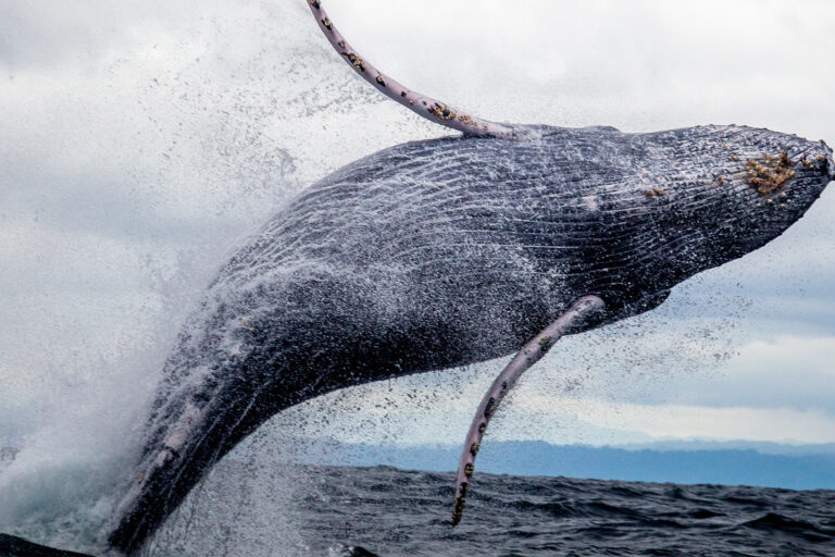 A humpback whale.