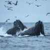 A pod of humpback whales.