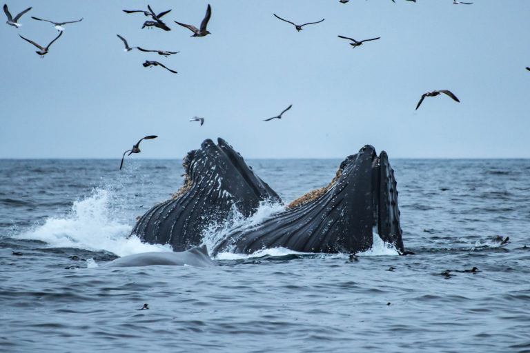 A pod of humpback whales.