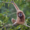 Ulu MUda's forests are home to the endangered lar gibbon (Hylobates lar). Habitat loss is one of the species' primary threats. Image by JJ Harrison via Wikimedia Commons (CC BY-SA 3.0).