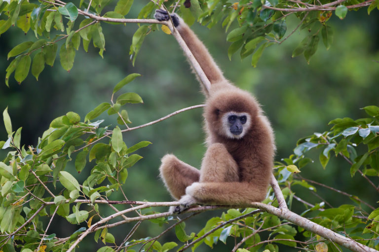 Ulu MUda's forests are home to the endangered lar gibbon (Hylobates lar). Habitat loss is one of the species' primary threats. Image by JJ Harrison via Wikimedia Commons (CC BY-SA 3.0).