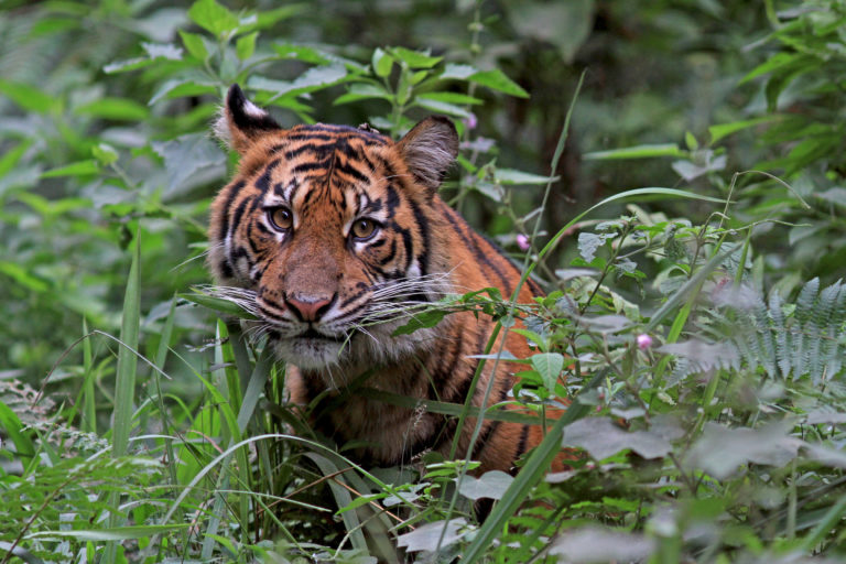 Tiger