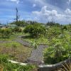 Medicinal garden