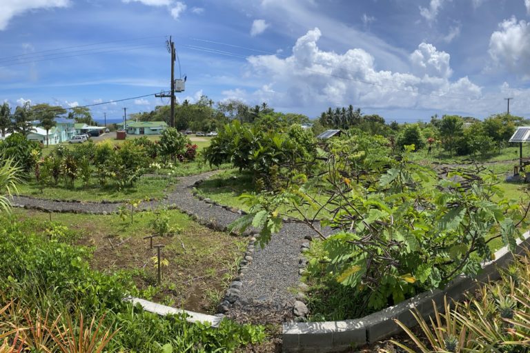 Medicinal garden