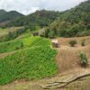 Thailand deforestation