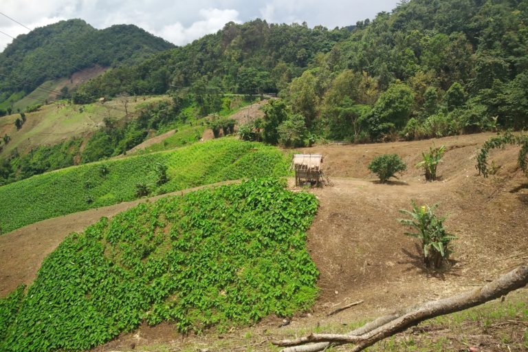 Thailand deforestation