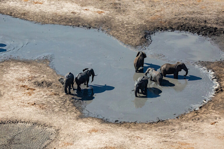 A group of elephants observed during the 2022 KAZA aerial survey. Photo courtesy of Dylan Blew and Ty-Mason James/KAZA Elephant Survey.