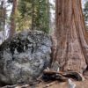 A protected old-growth forest in Sequoia National Park. Image by Joan Maloof/Old-Growth Forest Network.