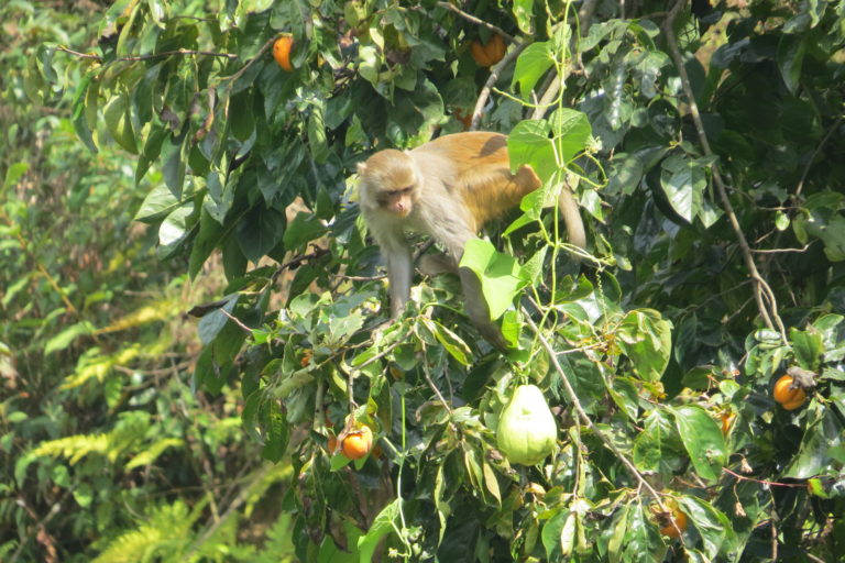 A monkey on a tree in Nepa