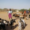 The daily livestock market in Lodwar, Turkana County's biggest business hub. Image by Kang-Chun Cheng.