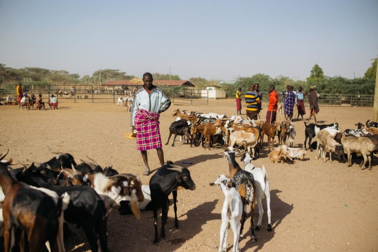 The daily livestock market in Lodwar, Turkana County's biggest business hub. Image by Kang-Chun Cheng.