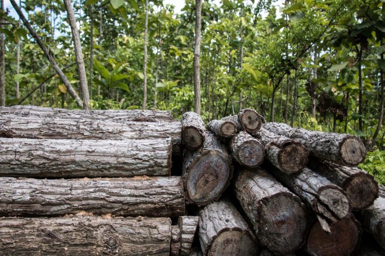 Wood that was cut for charcoal production near Katha, northern Myanmar. Villages in this area used to cut teak and other valuable trees for export, but have since started producing charcoal. The charcoal being exported to China can be made from any tree, regardless of size or kind. This amount of trees could produce about 150 bags of charcoal. Photo by Nathan Siegel for Mongabay.