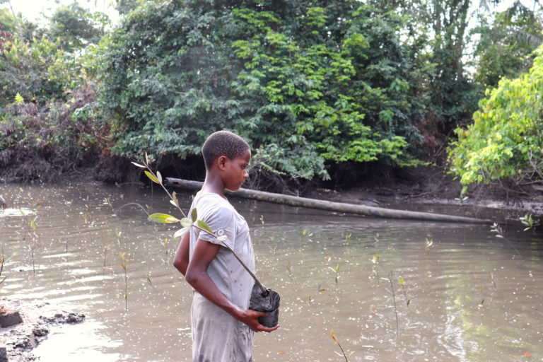 A community member carries mangrove seedlings to be planted. Image by Orji Sunday for Mongabay.