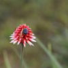 A beetle on an Inírida flower.