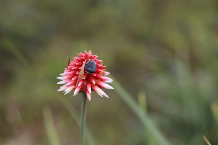 A beetle on an Inírida flower.