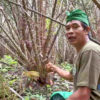 A farmer shows a salak variant