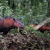 Sumatran rhinos in Indonesia. Photo credit: Rhett A. Butler