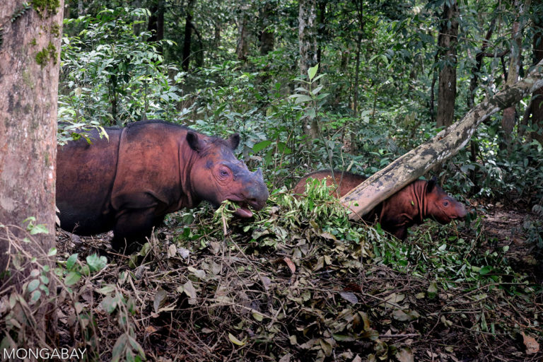 Sumatran rhinos in Indonesia. Photo credit: Rhett A. Butler