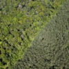 Natural forest and an acacia plantation on the island of Sumatra. Photo credit: Rhett A. Butler