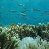 Damselfish on the coral reef in Komodo National Park in Indonesia. Image by Rhett A. Butler.