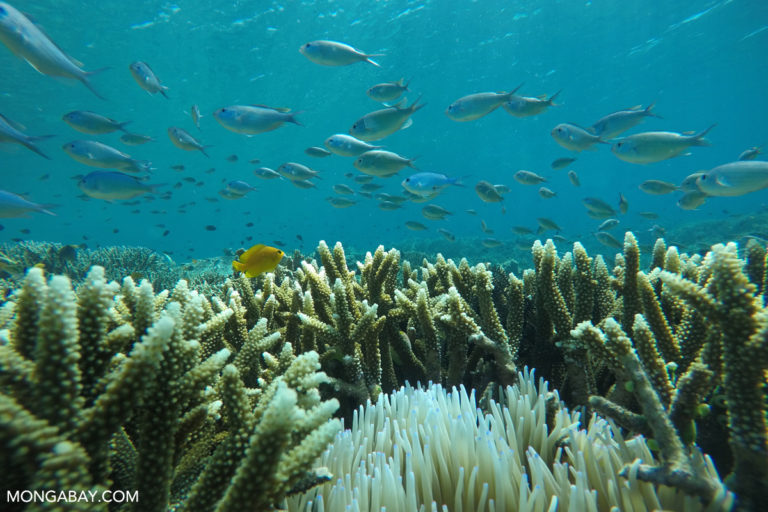 Damselfish on the coral reef in Komodo National Park in Indonesia. Image by Rhett A. Butler.