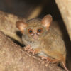 The spectral tarsier is a close relative of the western tarsier. Photo credit: Rhett A. Butler