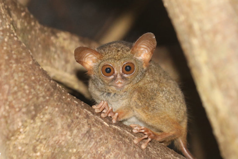 The spectral tarsier is a close relative of the western tarsier. Photo credit: Rhett A. Butler