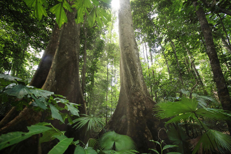 Rainforest in Sulawesi. Photo credit: Rhett A. Butler