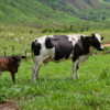 Cows in Terra do Meio Ecological Station.