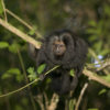 Black Lion Tamarin
