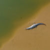 A female gharial basking on the banks of Chambal River