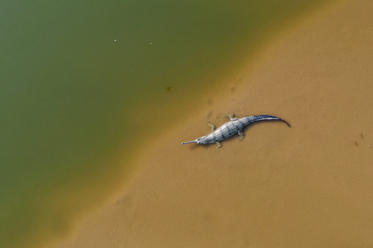 A female gharial basking on the banks of Chambal River