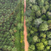 Oil palm planation and native tropical rainforest on the island of Sumatra in Indonesia. Photo credit: Rhett Ayers Butler