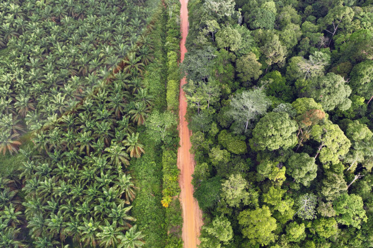Oil palm planation and native tropical rainforest on the island of Sumatra in Indonesia. Photo credit: Rhett Ayers Butler