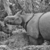 The newly spotted female Javan rhino calf with its mother.