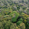 Intact rainforest in Indonesian Borneo. Photo by Rhett A. Butler.