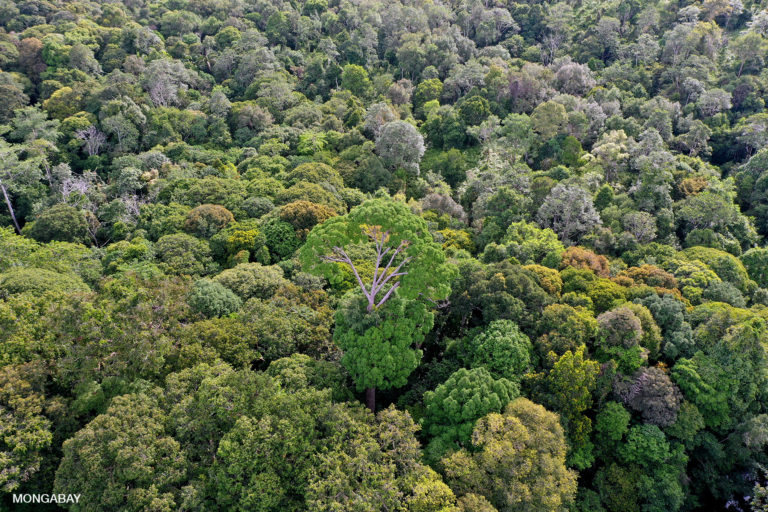 Intact rainforest in Indonesian Borneo. Photo by Rhett A. Butler.