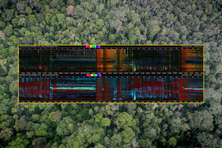 A sound file revealing rich data on biodiversity. Image by Rhett Butler for Mongabay.