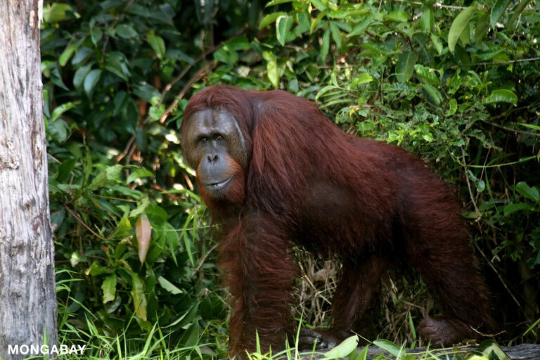 Bornean orangutans are threatened by habitat loss and individual killings. Photo by Rhett A. Butler.