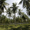 Indonesia is a top producer of coconut oil.