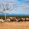 Herders in the Lower Omo Valley, Ethiopia. Image courtesy of the Oakland Institute.