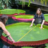 Two researchers measuring a Victoria boliviana leaf.