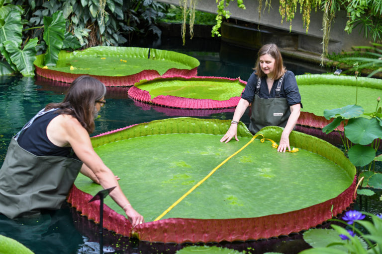 Two researchers measuring a Victoria boliviana leaf.