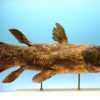 Mounted L. chalumnae specimen on display at the Museo civico di Storia naturale in Comiso. Image by
