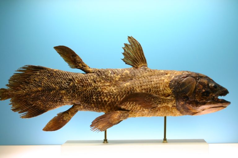 Mounted L. chalumnae specimen on display at the Museo civico di Storia naturale in Comiso. Image by
