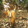 Giant muntjac