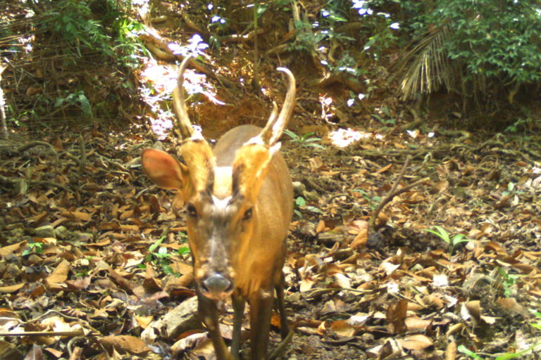 Giant muntjac