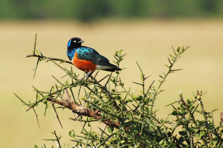 Superb starling perched on a thorny branch, showing off iridescent blue head, equally shimmering green of its wings and orange breast. Image by Harvey Barrison via Wikimedia (CC BY-SA 2.0)